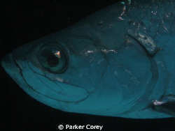 The head of a tarp. by Parker Corey 